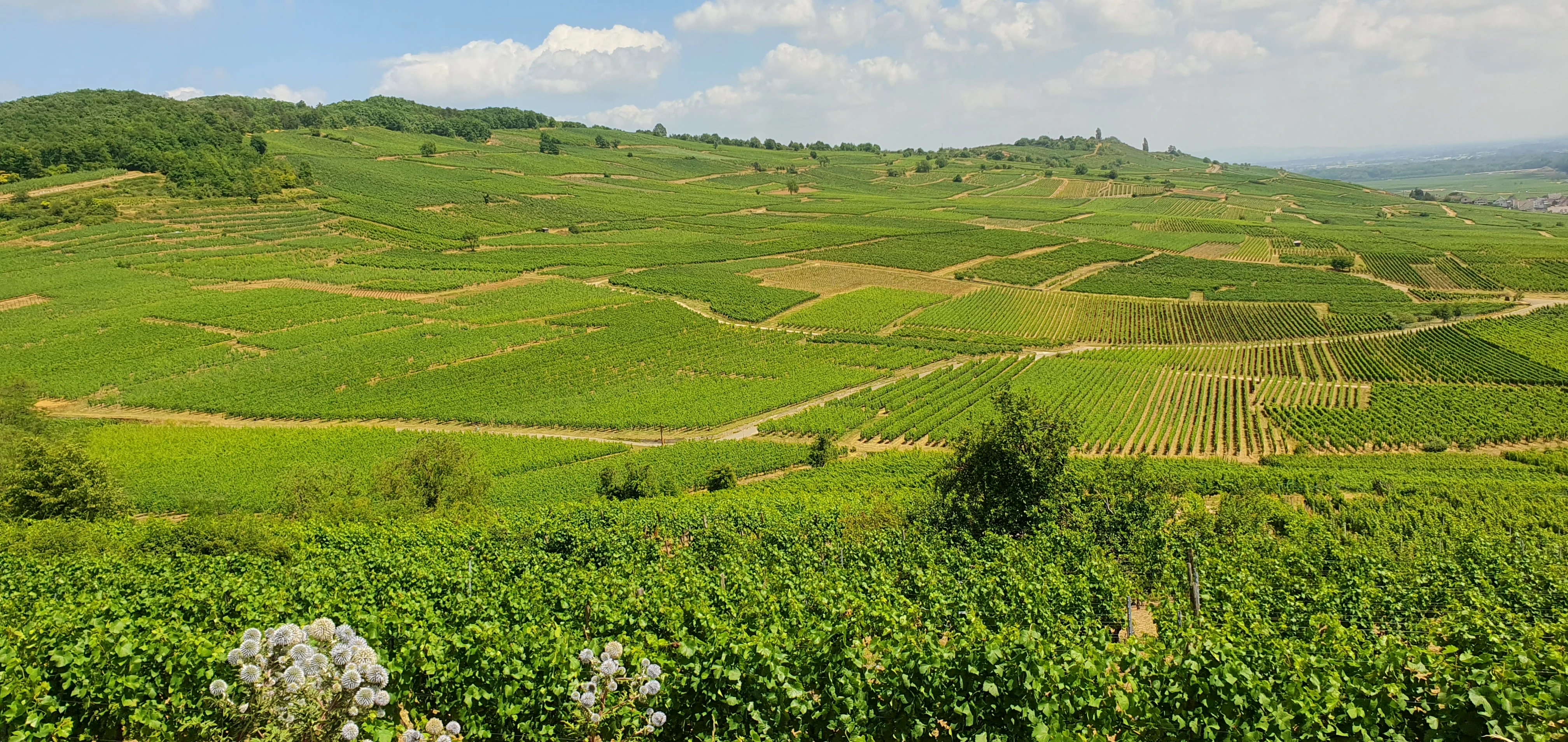 20230702 141357.webp